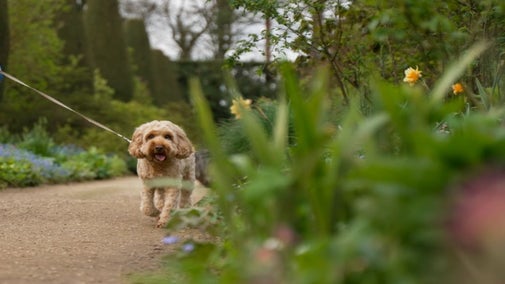 A dog walking through the Long Border at Hidcote